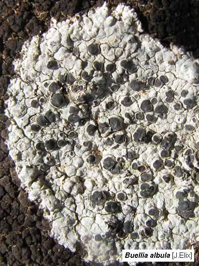 Slideshow of Australian Lichens